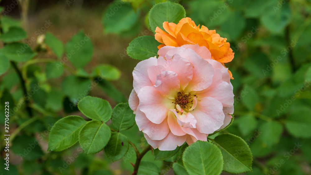 Rose gelb Rose gelb