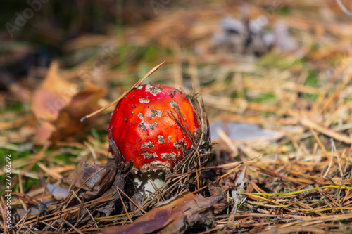 mushrooms grow in the forest