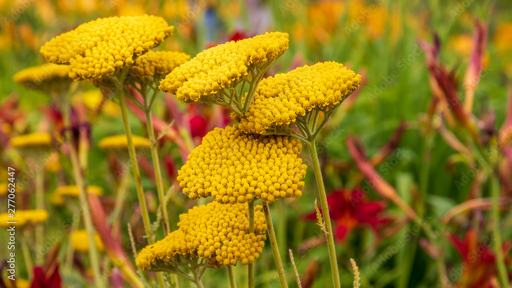 Blumen Blumen