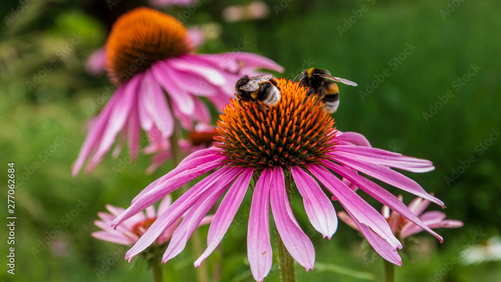 Biene an Blume Biene an Blume