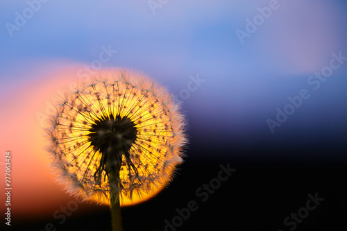 Beautiful dandelion close-up against sunset