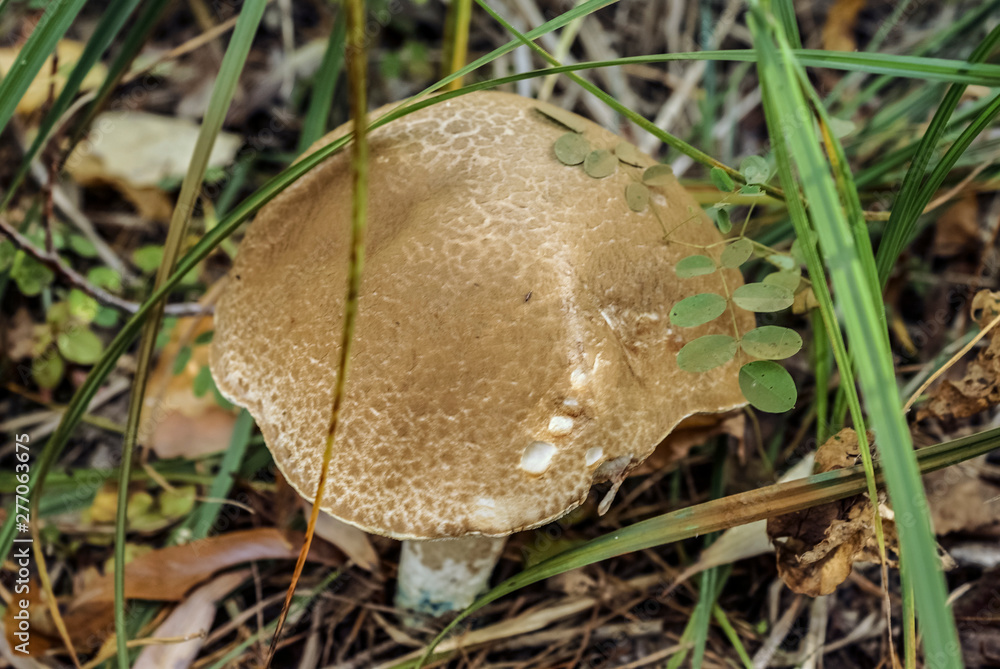 Mushroom boletus.The most delicious kind of mushrooms in Europe. Oak boletus mushroom found in the forest close up. Acorn. Fallen leaves. Nature Mushroom boletus.The most delicious kind of mushrooms in Europe. Oak boletus mushroom found in the forest close up. Acorn. Fallen leaves. Nature