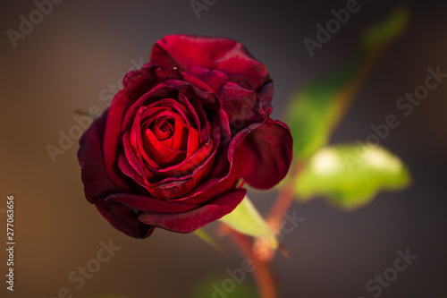 background bud of red rose   Red Rose