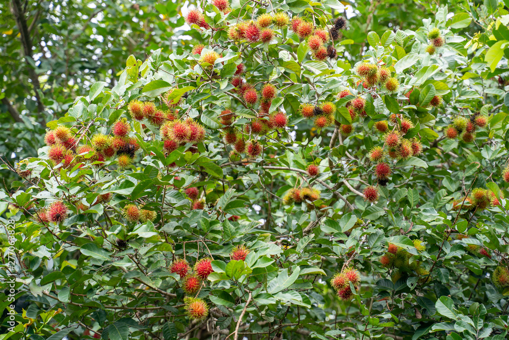 A fresh fruit rambutan and leaf on the rambutan tree in the harvest season.