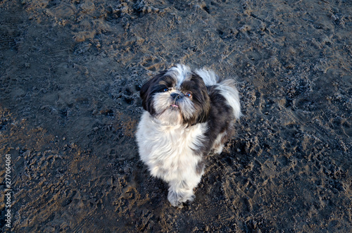 Young energetic Shih Tzu walks. How to protect your pet from hyperthermia. Summer activity. 