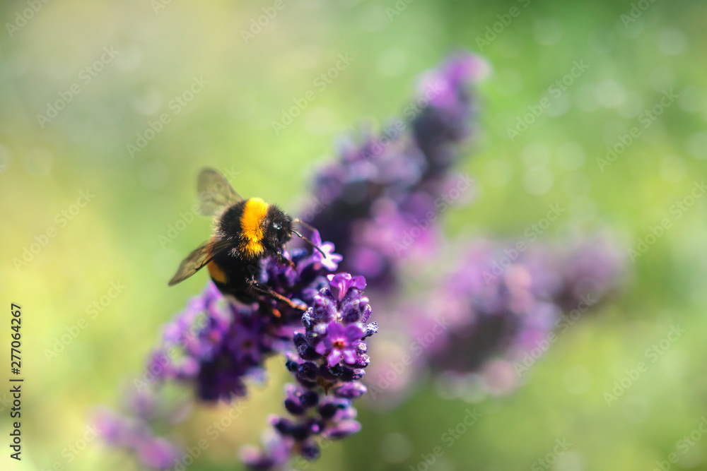 Insekten und Lavendel Insekten und Lavendel