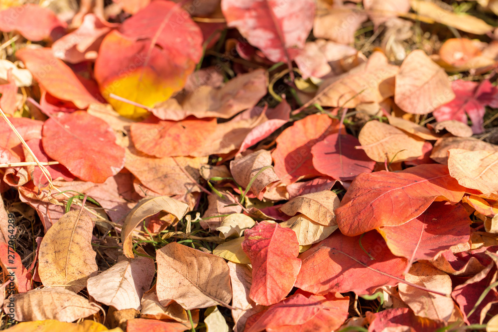 Red and Orange Autumn Leaves Background, Golden autumn in warm colors Red and Orange Autumn Leaves Background, Golden autumn in warm colors