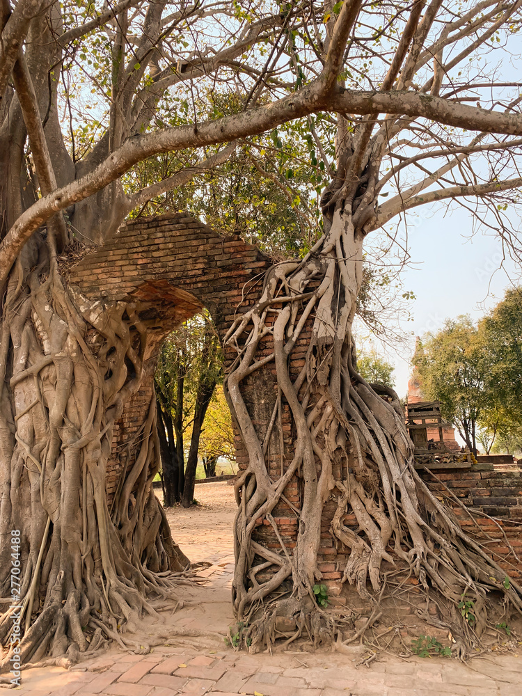 natural tree trunk and root on the door natural tree trunk and root on the door