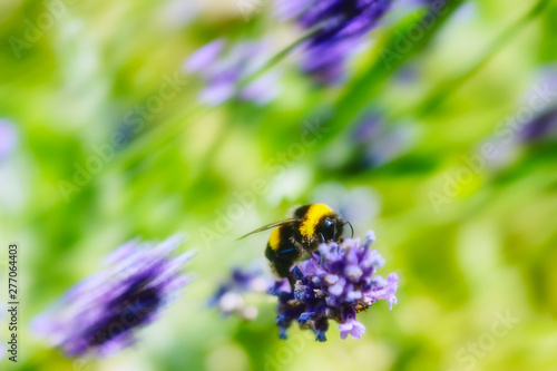Fototapeta Naklejka Na Ścianę i Meble -  Insekten und Lavendel