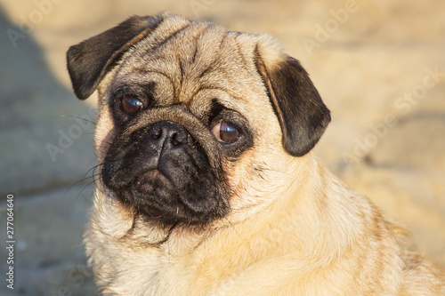 Portrait small pug dog © Shcherbyna