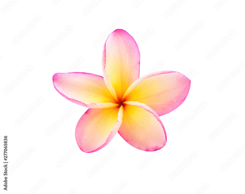 Fototapeta premium frangipani flowers isolated on white background
