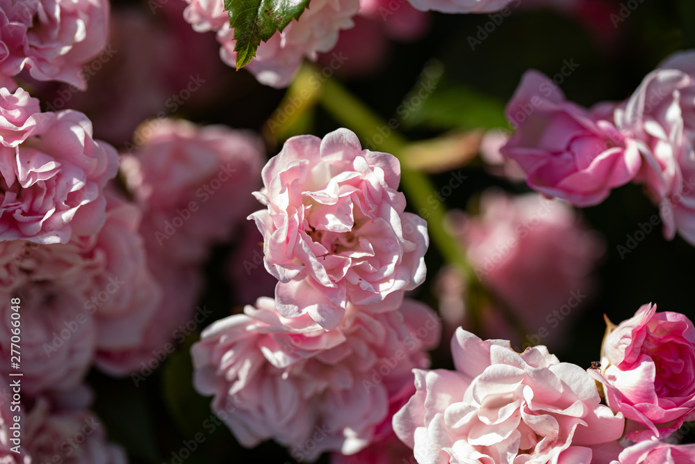 pink flowers in garden pink flowers in garden
