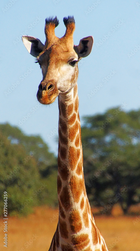 Fototapeta premium giraffe's head and neck