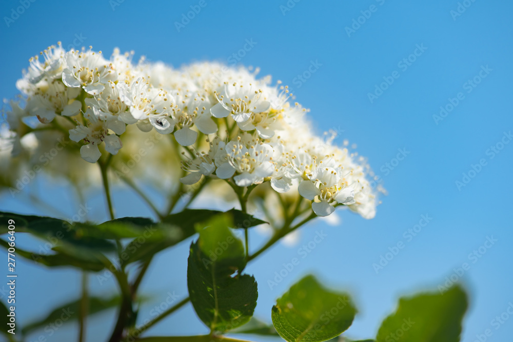 white flowers of a tree in spring