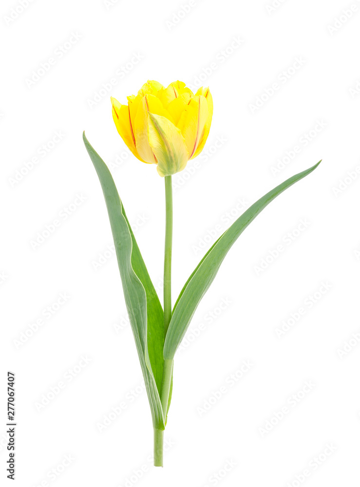 Yellow tulip isolated on white background. Yellow tulip isolated on white background.