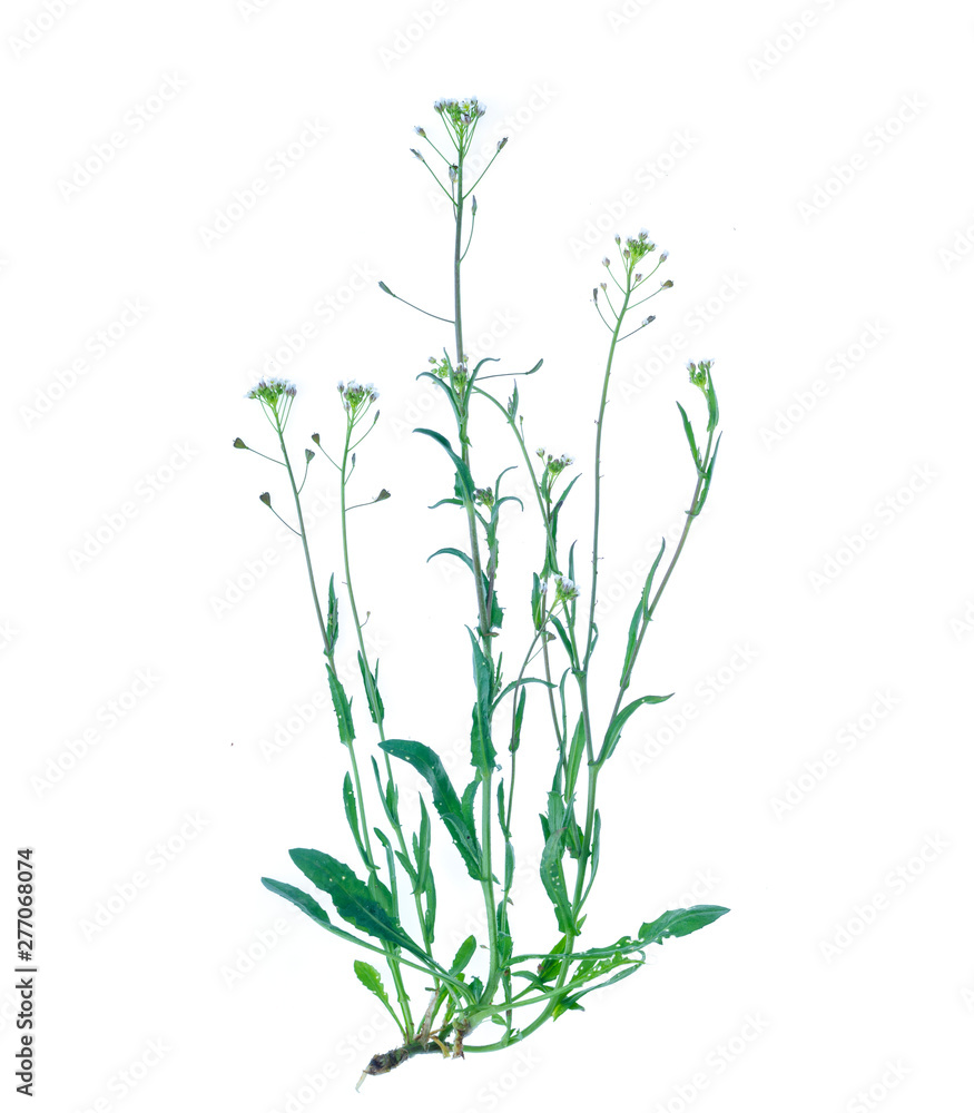 Fototapeta premium Capsella bursa-pastoris isolated on white background.