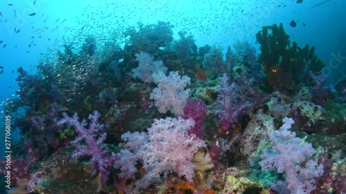 Tropical coral reef covered with soft corals and schools of fish