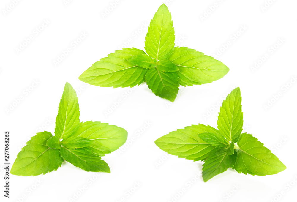 Collection set of fresh mint leaf on white background, Isolated mint leaves Collection set of fresh mint leaf on white background, Isolated mint leaves