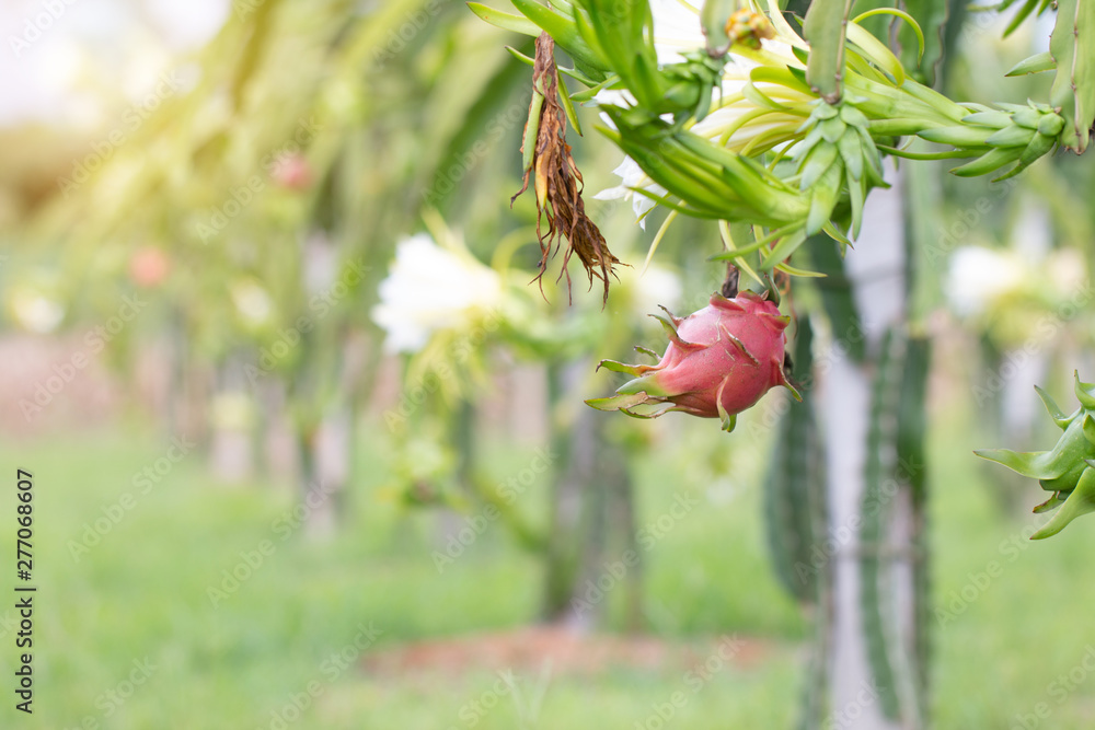 Dragon fruit field or Landscape of pitahaya field, A pitaya or pitahaya is the fruit of several cactus species indigenous to the Americas Dragon fruit field or Landscape of pitahaya field, A pitaya or pitahaya is the fruit of several cactus species indigenous to the Americas