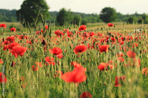 Field of red poppy flowers in the summer