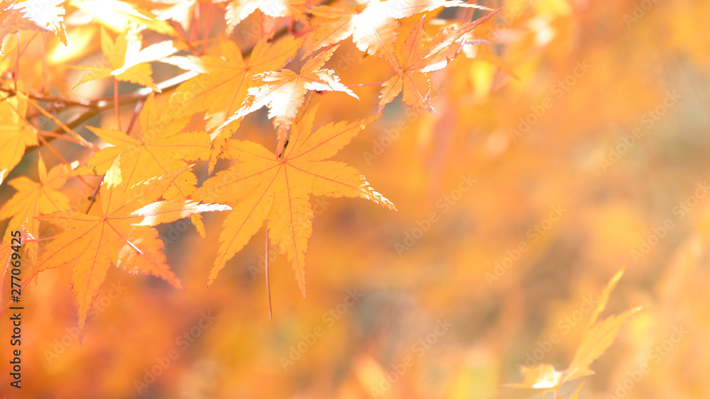 Yellow maple leaves with bokeh background 2 Yellow maple leaves with bokeh background 2