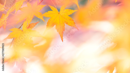 Yellow maple leaves with bokeh background 3