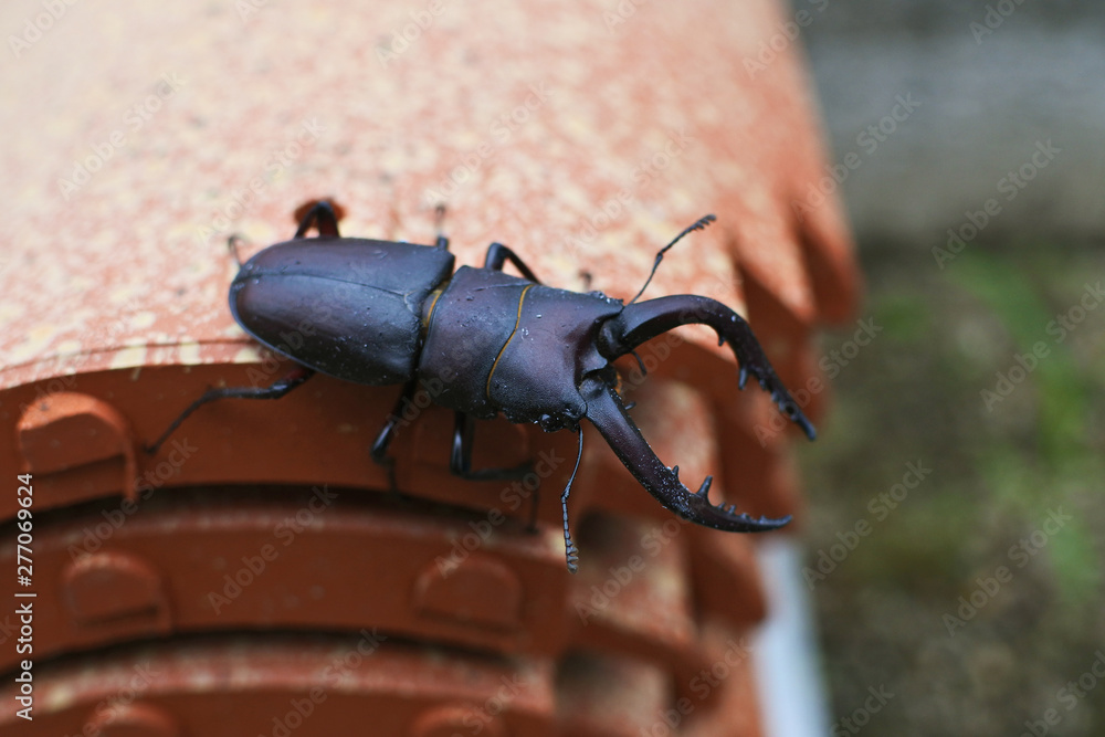 昆虫相撲 Images Browse 7 Stock Photos Vectors And Video Adobe Stock