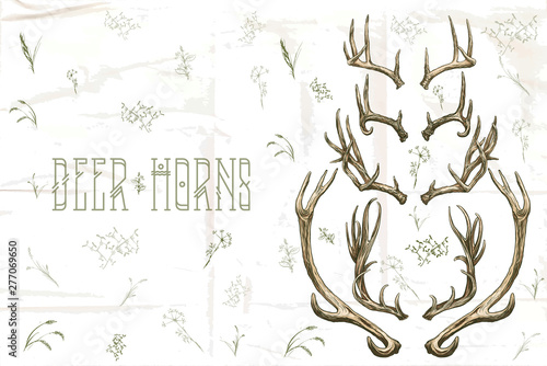 Vector illustration. Hand drawing on a graphic tablet. Set of deer horns.
