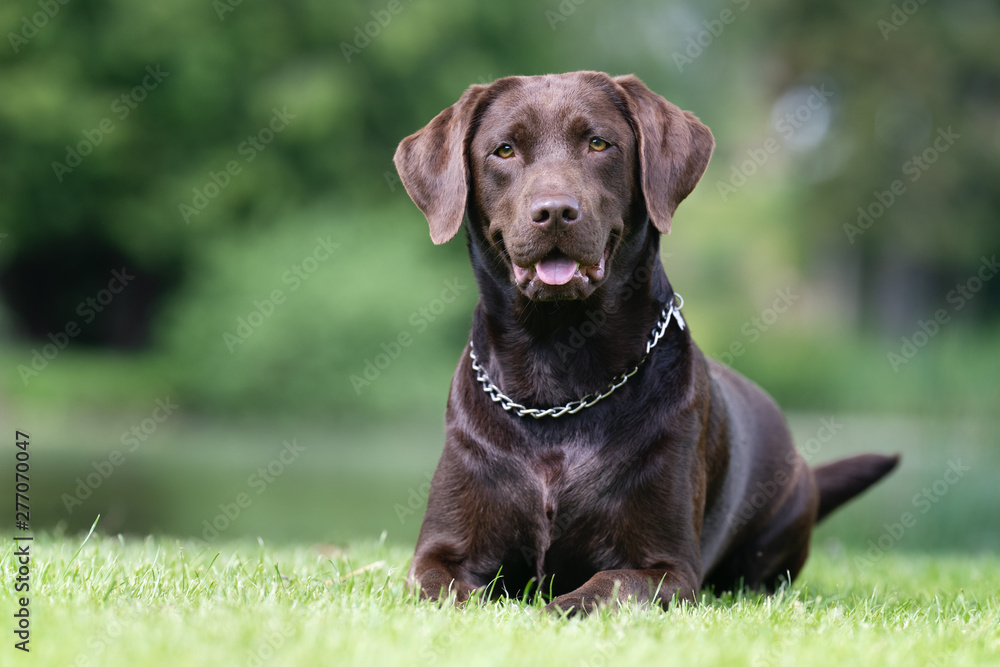 Beautiful dog breeds Beautiful dog breeds