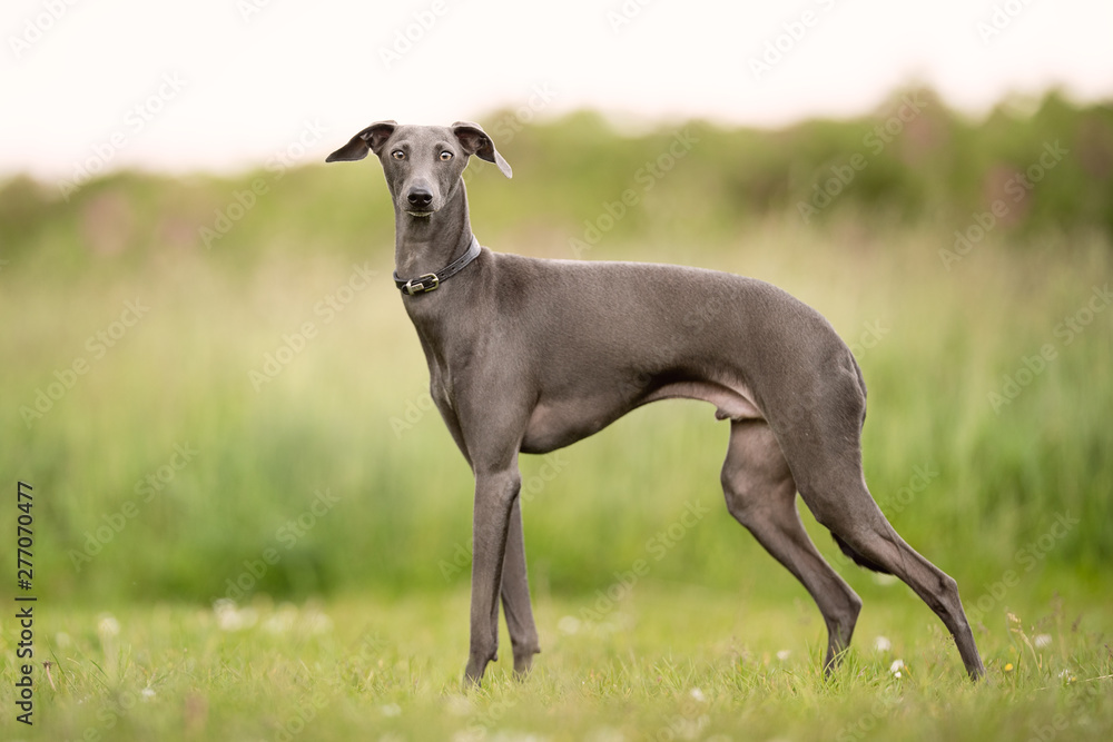 Beautiful dog breeds Beautiful dog breeds