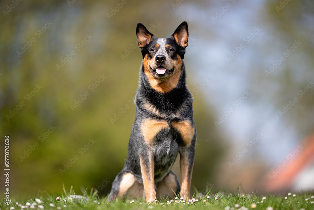 Beautiful dog breeds Beautiful dog breeds