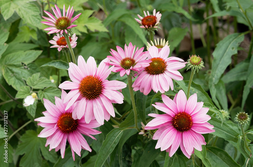 Photos Echinacea purpurea - Rudbeckie ou échinacée pourpre 'Bright rose'