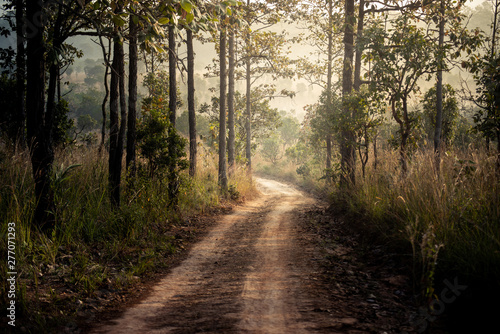 Country road in the tropical forest with dust local road ans pine trees jungle.