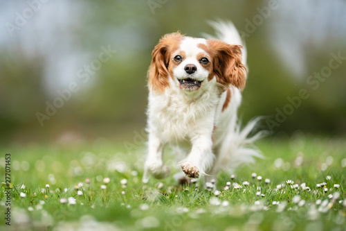Beautiful happy dog breeds