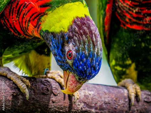 Lories (small to medium-sized arboreal parrots) photo