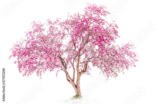 Valokuva Beautiful pink crab apple tree in snow in Boulder, Colorado similar to Japanese
