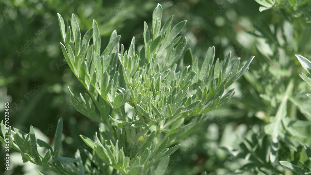 Wermut - Artemisia absinthium L. - obrazy, fototapety, plakaty 