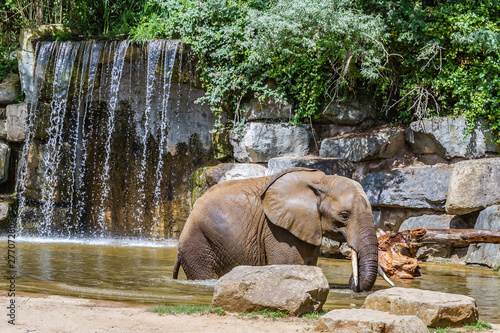 Zoo de la Flèche - Elephant