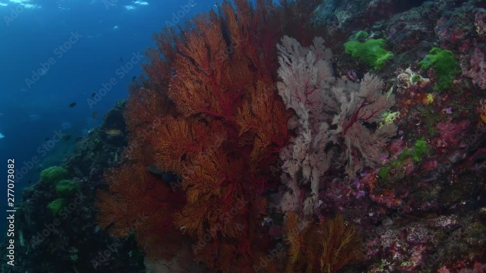 Knotted sea fan forest with scuba divers in the background Knotted sea fan forest with scuba divers in the background