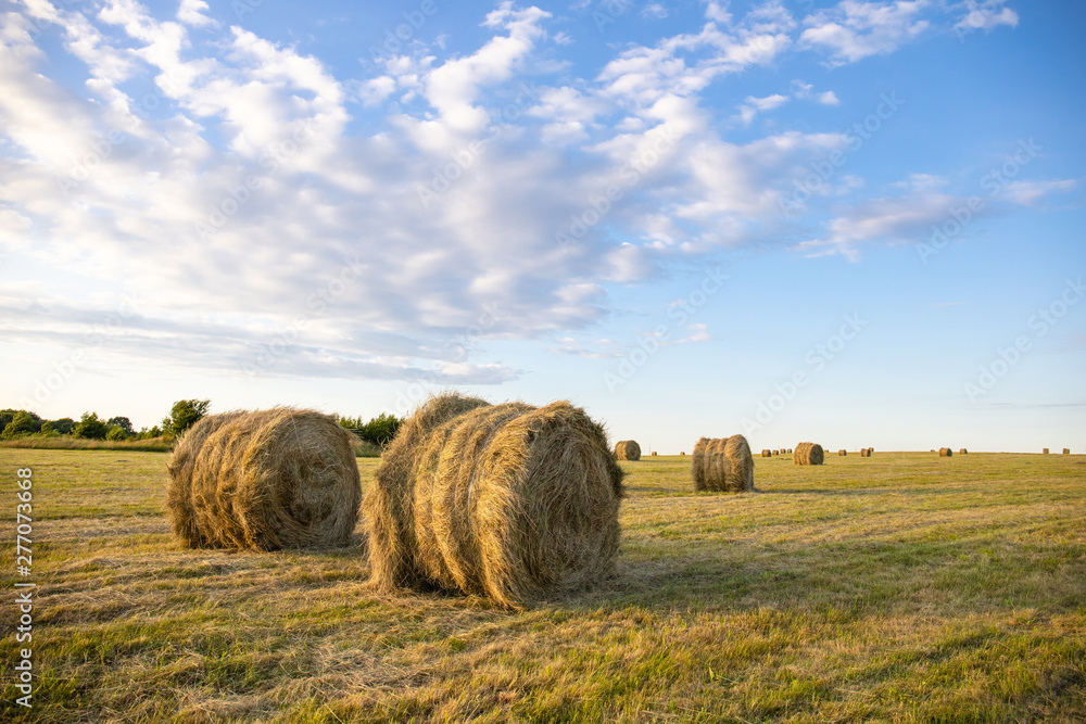 round stacks of pressed hay on the field