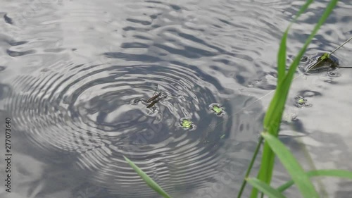 Sliding movement of the Water Strider (Aquarius remigis) on the surface of the water, slow motion. Slowed down 10 times