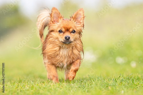 Beautiful happy dog breeds © Dyrefotografi.dk