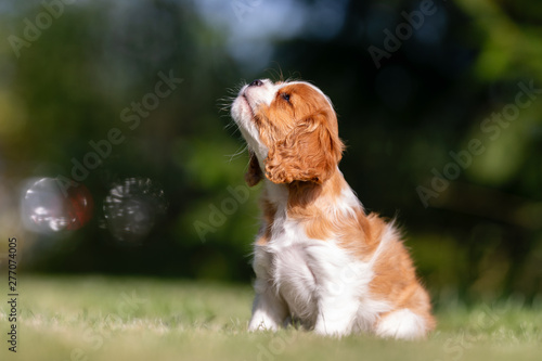 Fototapeta Naklejka Na Ścianę i Meble -  Beautiful happy dog breeds