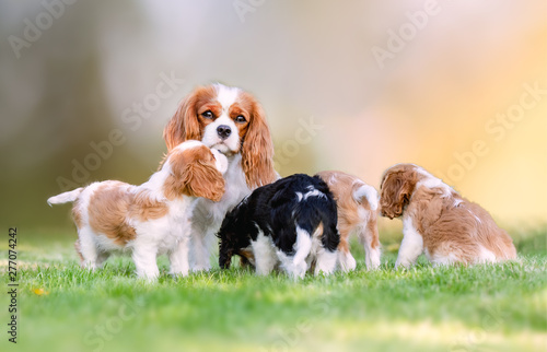 Beautiful happy dog breeds © Dyrefotografi.dk