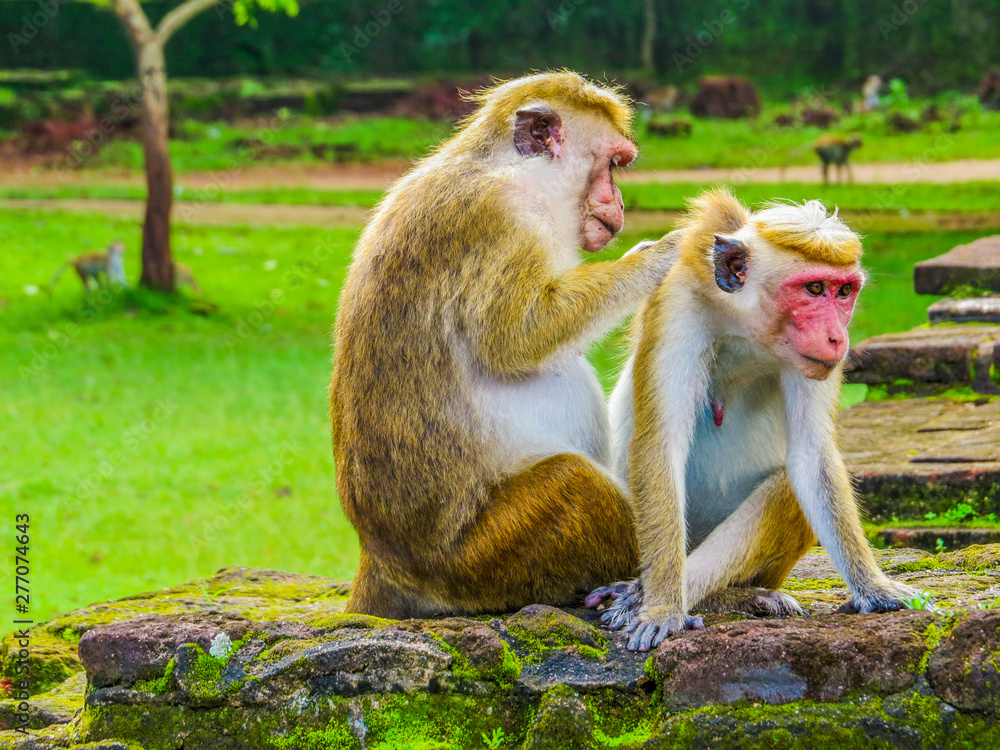 Langurs on the ruins of Polonnaruwa, Sri Lanka