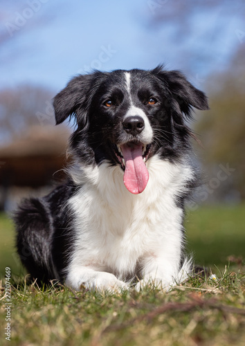 Beautiful happy dog breeds © Dyrefotografi.dk