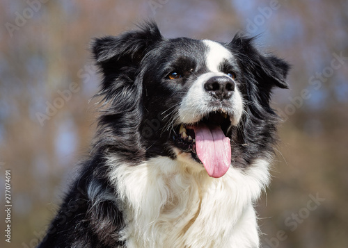 Fototapeta Naklejka Na Ścianę i Meble -  Beautiful happy dog breeds