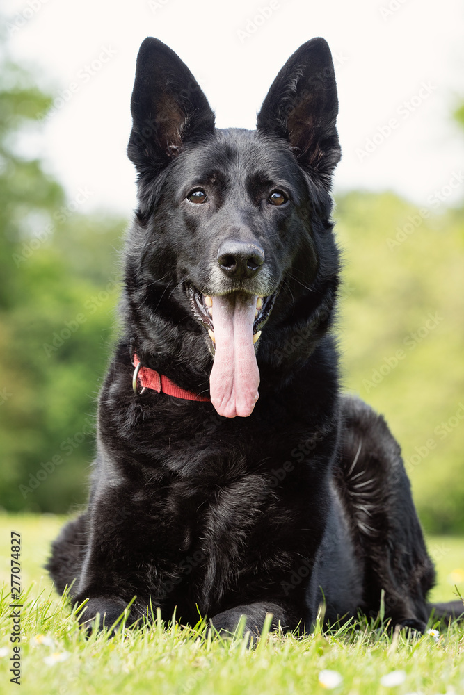 Beautiful happy dog breeds