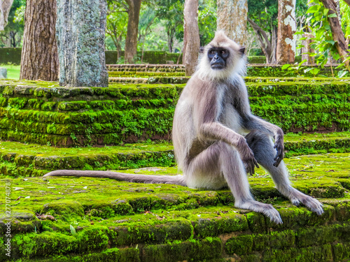 Gray langur sitting on the ruins of Polonnaruwa, Sri Lanka