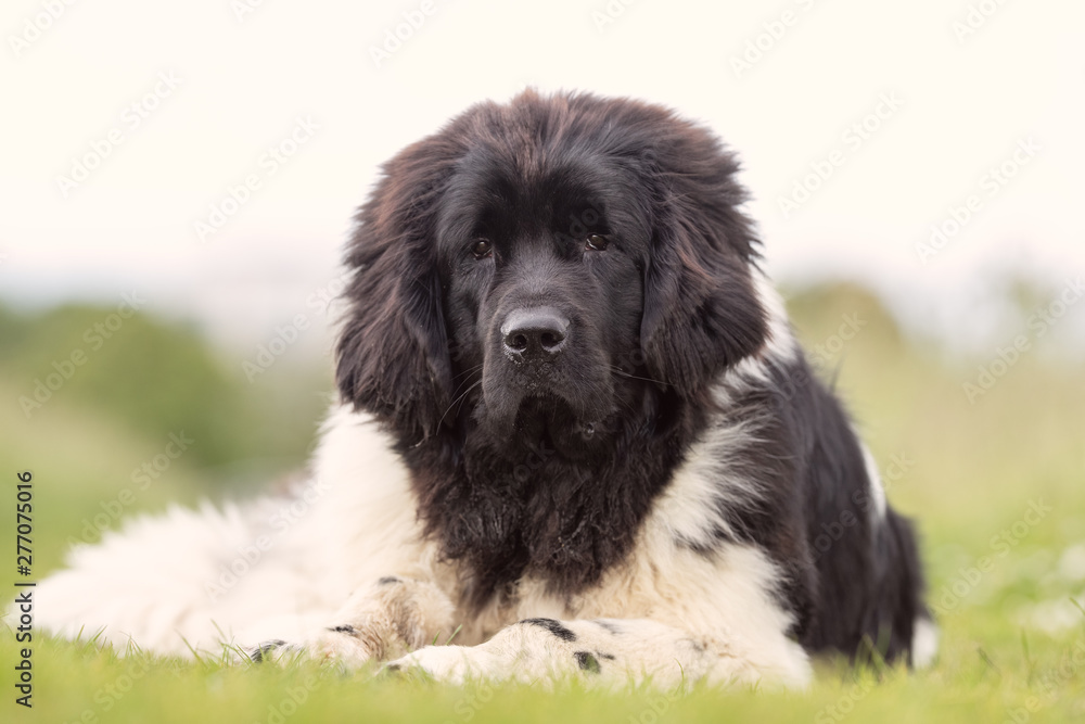 Fototapeta premium Portrait of a beautiful dog